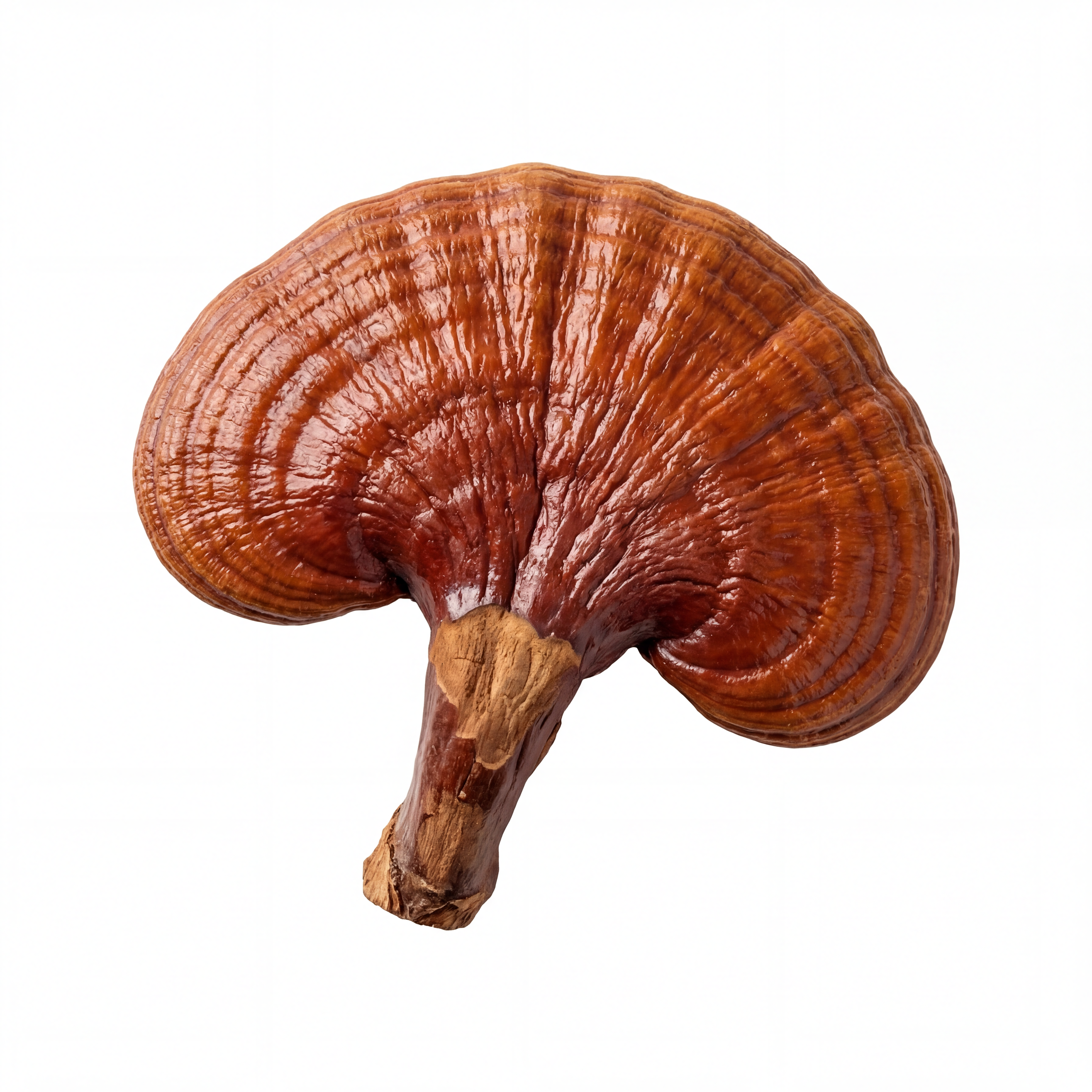 Reishi Mushroom
